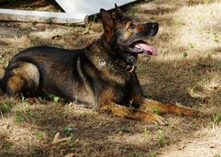 SchutzhundDo's Profile Photo