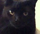 blackcat's Profile Photo