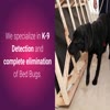 Video screenshot: bed bug removal - Fort Worth & Dallas Bed Bug Extermination