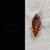 Video screenshot: bed bug removal - Hawaii Bed Bug Extermination Control & Services