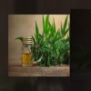 Video screenshot: Earth Choice Supply - CBD Oil Benefits | earthchoicesupply.com | Call - 416-922-7238