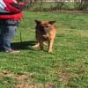 Video screenshot: Topshepherd - Buy Trained and active German Shepherd Protection Dog for Sale in California
